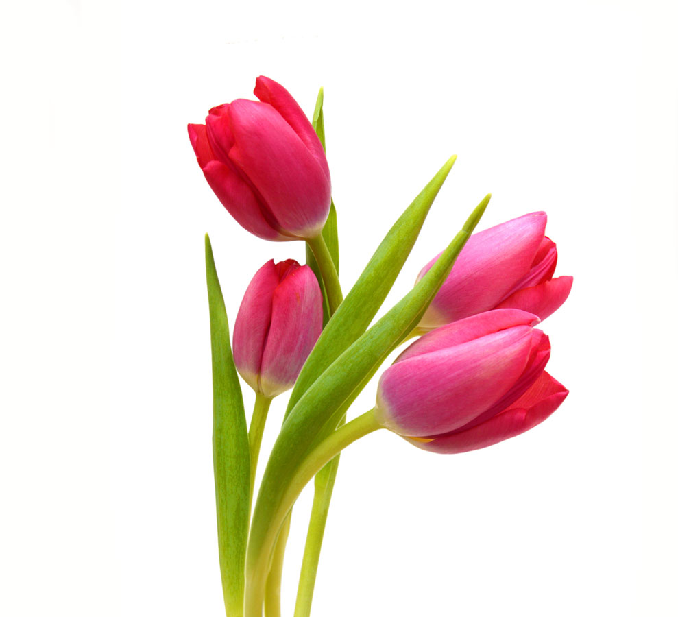 شاخه گل لاله